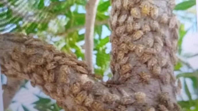 بادغیس کې پر کښتونو د غنم‌خوړونکو حشرو يرغل؛ د مخنیوي هڅې يې روانې دي