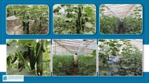 Ghazni cucumber farmers seek markets amid falling prices