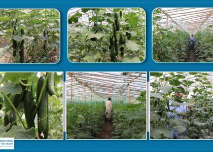 Ghazni cucumber farmers seek markets amid falling prices