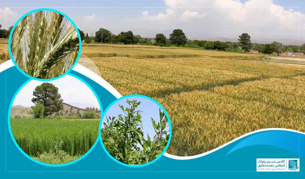 آزمایش موفق نباتات جدید زراعتی در خوست؛ توزیع تخم‌های اصلاح‌شده در راه است