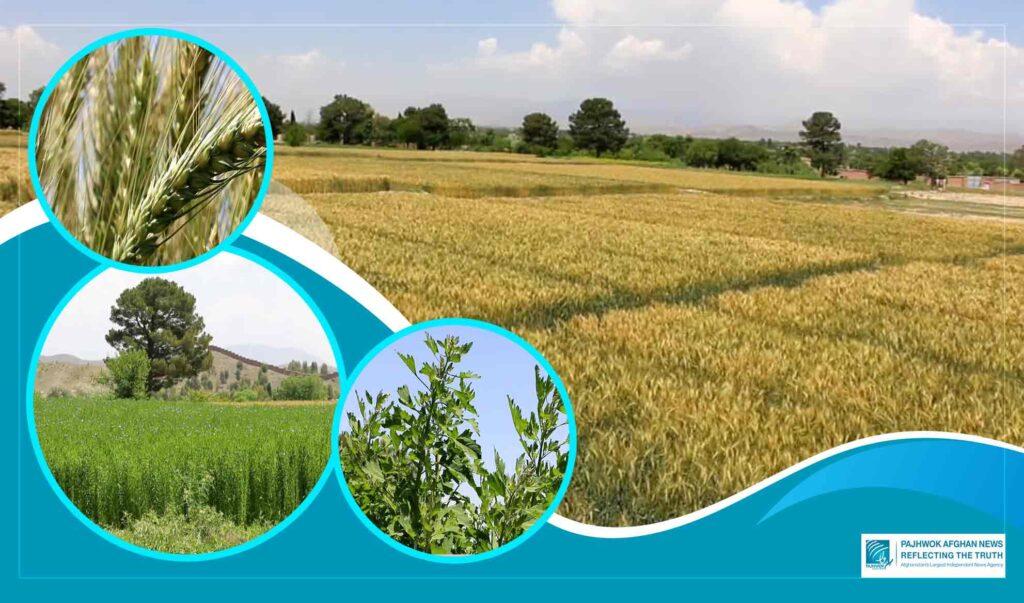 Khost research farm tests new crops, plans seed distribution to farmers