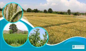 Khost research farm tests new crops, plans seed distribution to farmers