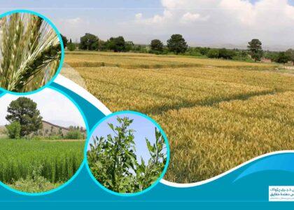 آزمایش موفق نباتات جدید زراعتی در خوست؛ توزیع تخم‌های اصلاح‌شده در راه است