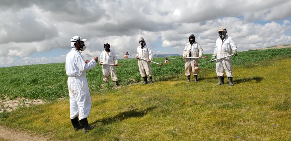 کمپاین مبارزه با ملخ‌های در سه ولسوالی ولایت فاریاب آغاز شد