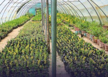 Kabul municipality to host second flower, ornamental plant exhibition
