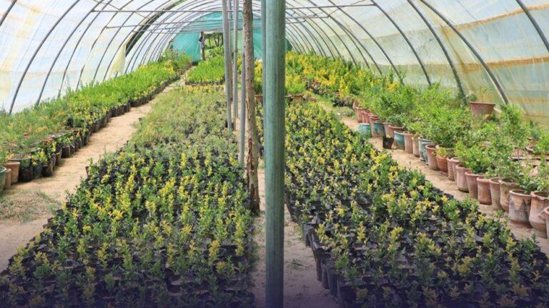 Kabul municipality to host second flower, ornamental plant exhibition