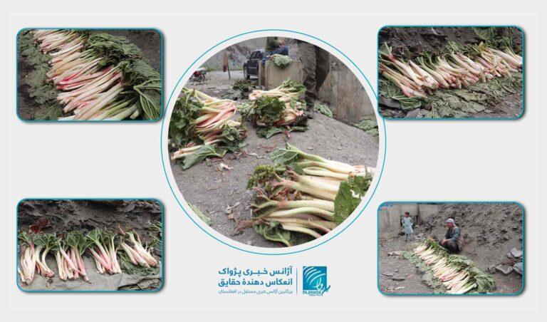۵۰۰ کیلوگرام رواش میدان‌وردک به انگلستان صادر شده‌است