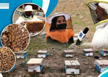 Honey production grows in Afghanistan amid challenges for beekeepers