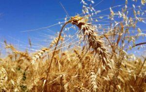 واردات گندم به کشور چهار عشاریه پنج برابر افزایش یافته است
