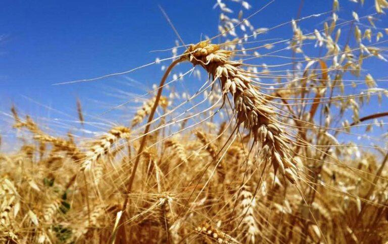 با افزایش تعرفۀ گمرکی آرد، واردات گندم به افغانستان ۳۴۵ درصد افزایش یافته‌است