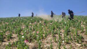 کمپاین سراسری نابودی مزارع کوکنار در غور آغاز شد