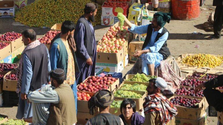 باغداران هرات: حاصلات افزایش یافته، اما کمبود سردخانه و محدودیت بازارها پابرجاست