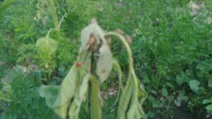 Stink bug infestation threatens wheat, barley crops in Ghor