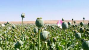 Global drug use increase, synthetic drugs pose new threats: UNODC