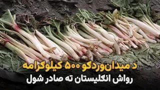 د میدان‌وردګو ۵۰۰ کیلوګرامه رواش انګلیستان ته صادر شول
