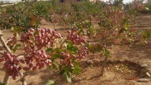 2,500 hectares of pistachio orchards established in Herat