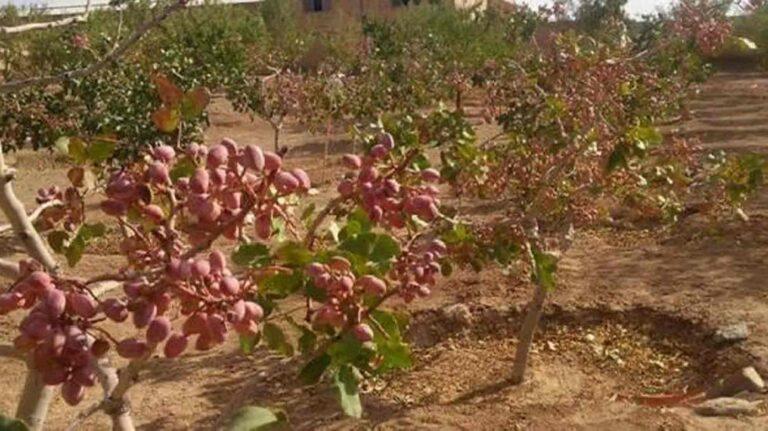 2,500 hectares of pistachio orchards established in Herat