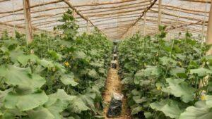 Greenhouse farming rises in Ghor as drought hits traditional agriculture