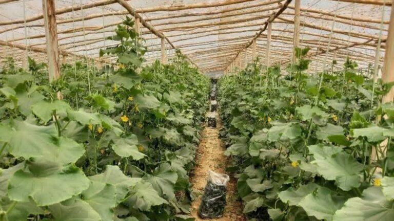 گلخانه‌ها در غور؛ امیدی برای افزایش حاصلات در سایۀ کم‌آبی