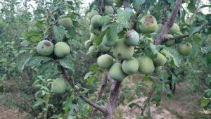 ‘Khaksarak’ disease damages plum orchards in Ghazni