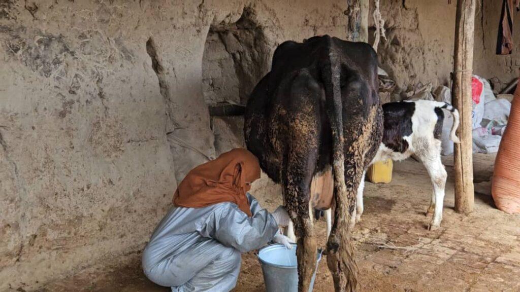 مرضیه؛ زنی که با فروش محصولات لبنی هزینه‌های زنده‌گی خانواده‌اش را تأمین می‌کند