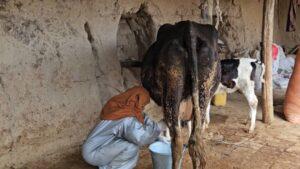 Jawzjan woman supports family through dairy sales