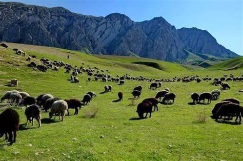 Nearly 4m jeribs of pastureland identified in Sar-i-Pul