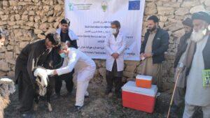 EU allocates €11m to strengthen Afghanistan’s livestock sector