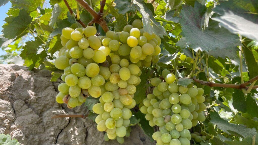 grapes (1)