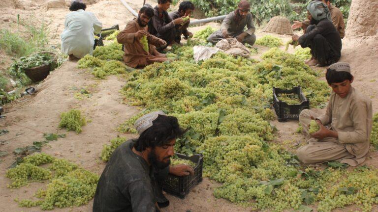 Kandahar grape growers, traders face losses as exports remain halted