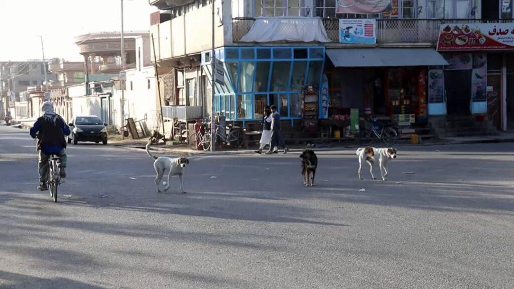 Ghazni residents raise concerns over increasing stray dogs