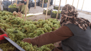 Grape harvest rises in Ghazni; growers call for markets