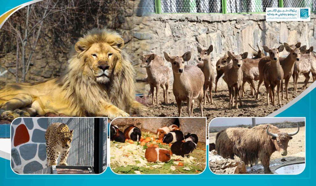 مسئولان: برای جلوگیری از شکار و قاچاق حیات وحش اقدامات جدی جریان دارد