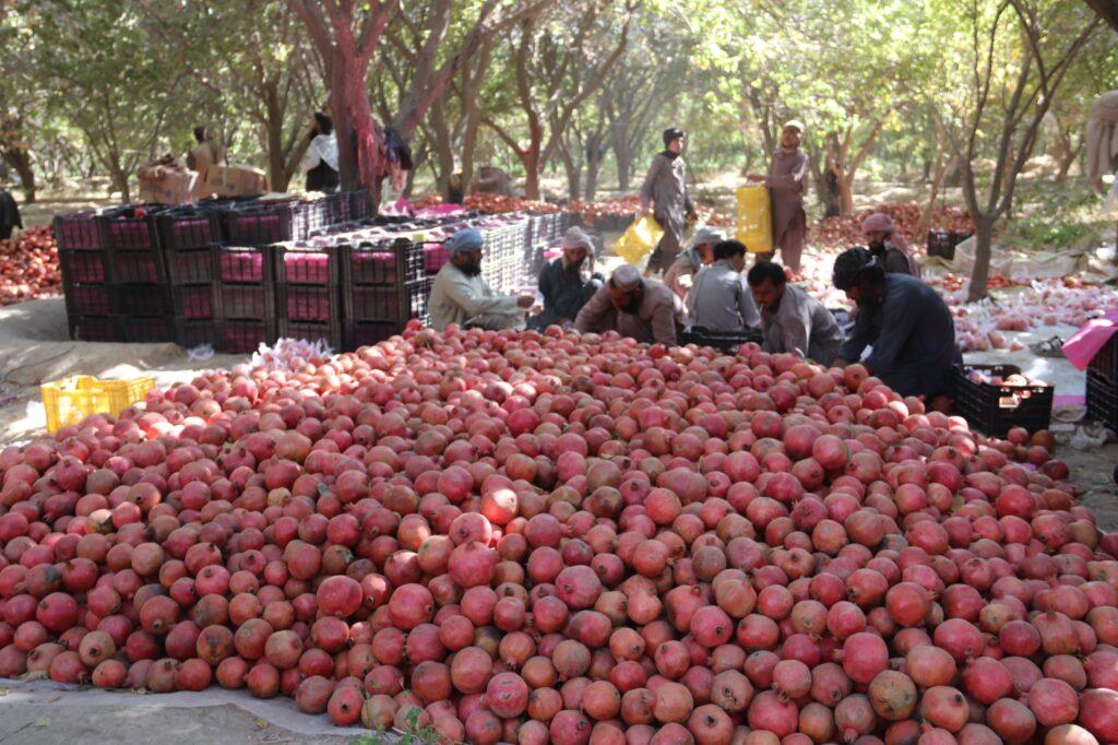 Kandahar pomegranate growers grapple with drought, price slump, lack of export barriers