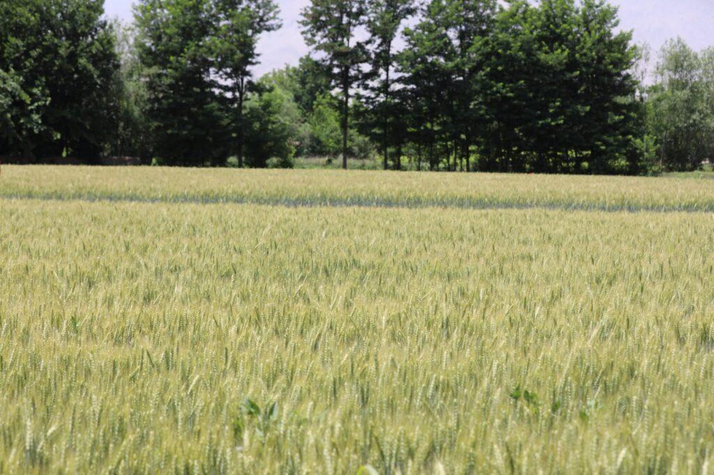 Afghanistan harvests 5.15m metric tonnes of wheat this year